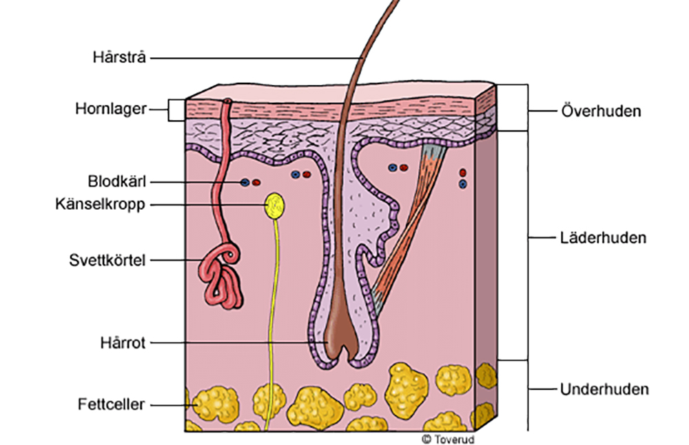 Illustration av huden i genomskärning. Bilden visar tre lager: överhuden längst ut, läderhuden i mitten och underhuden längst in.