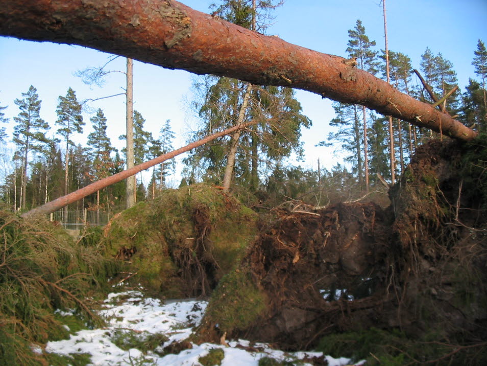 Stormfälld skog