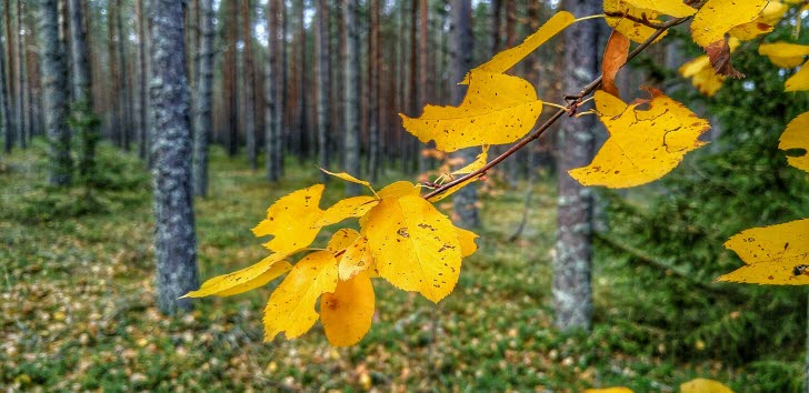 En tallskog i höstskrud. I förgrunden syns gulnade löv. 